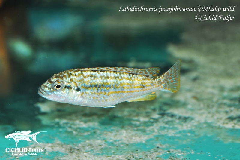 Labidochromis joanjohnsonae 'Mbako Bay'
